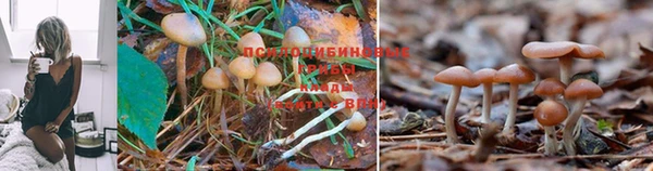 PSILOCYBIN Алексеевка