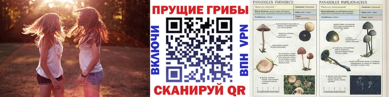 Галлюциногенные грибы Psilocybine cubensis  где можно купить   Кольчугино 